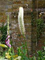 Foxtail Lily