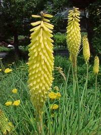 Kniphofia Primrose Beauty