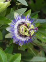 Passion Flower