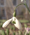 Snowdrop in Brandy Mount Garden