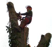 Tree surgeon at work