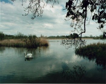 Swan on Old Alresford Pond